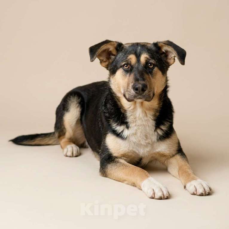 Собаки в Москве: щенок Ника ждет семью Девочка, Бесплатно - фото 1