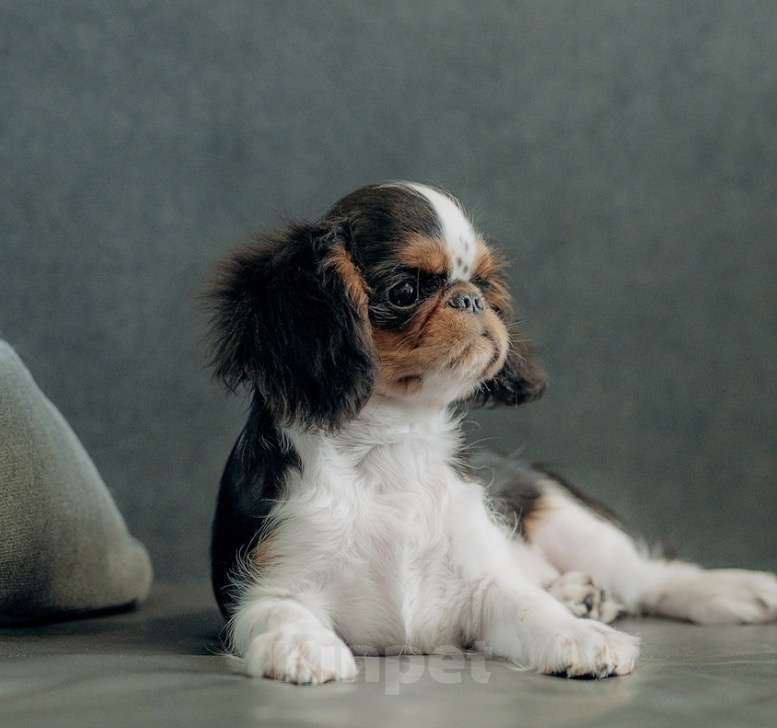 Собаки в Екатеринбурге: Щенки самой лучшей породы Мальчик, 35 000 руб. - фото 2