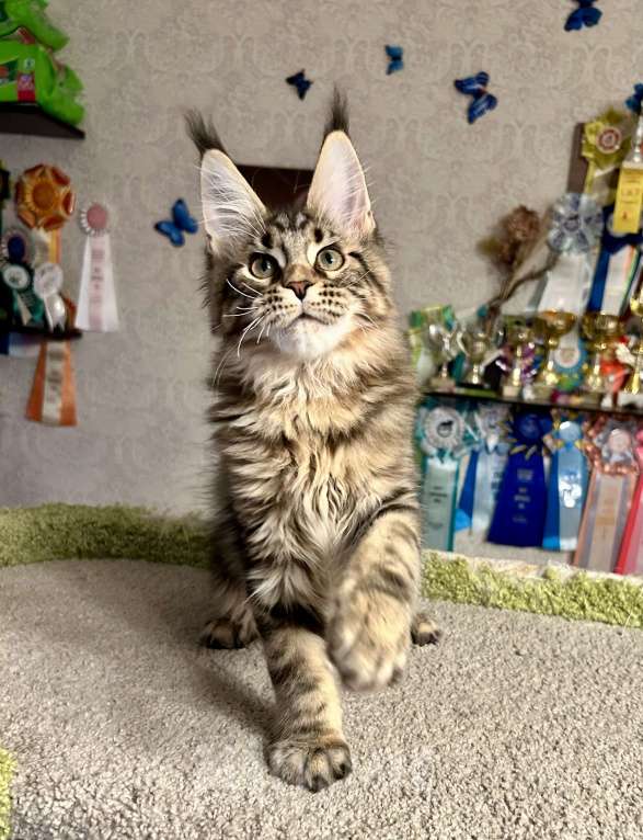 Кошки в Санкт-Петербурге: Кот мейн-кун Мальчик, 70 000 руб. - фото 4