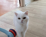 Кошки в Чите: Одам в добрые руки Девочка, Бесплатно - фото 2
