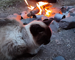 Кошки в Качканаре: Потерянная кошка в глубине посёлка Девочка, Бесплатно - фото 1
