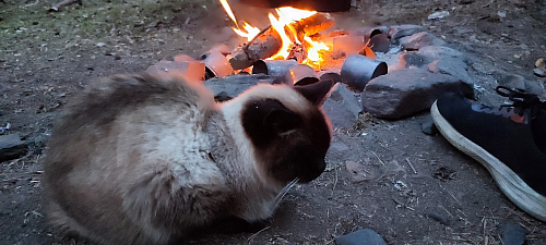 Объявление: Потерянная кошка в глубине посёлка, Бесплатно, Качканар