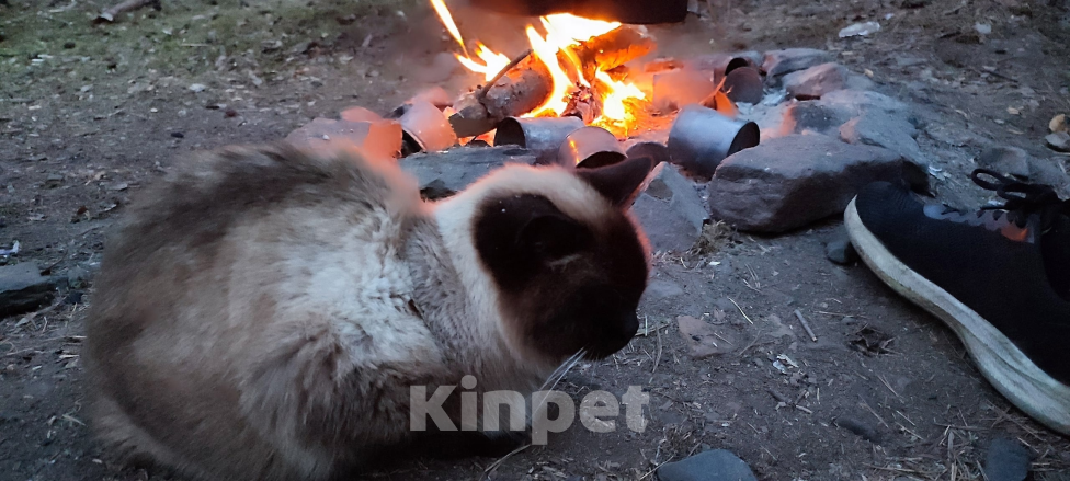 Кошки в Качканаре: Потерянная кошка в глубине посёлка Девочка, Бесплатно - фото 1