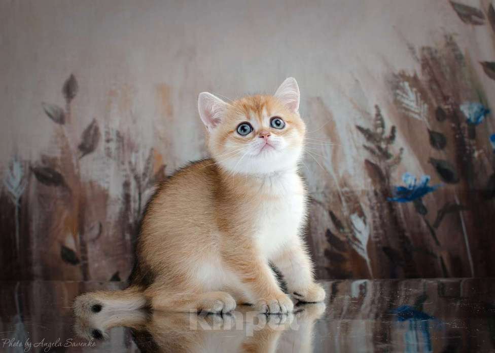 Кошки в Красноярске: Шотландский мальчик,окрас золотая шиншилла Мальчик, 25 000 руб. - фото 6