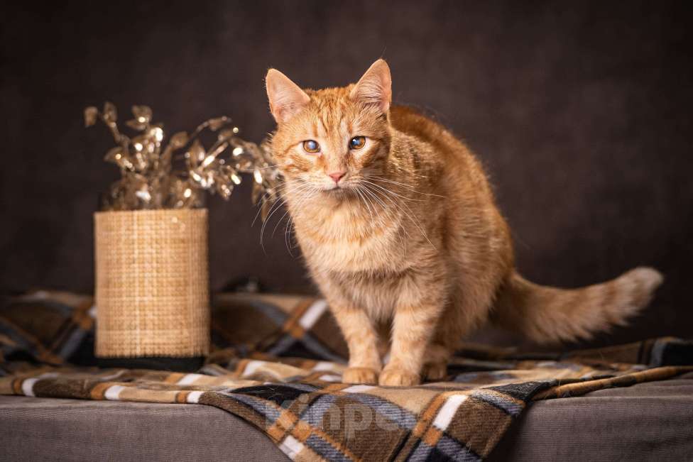 Кошки в Клине: Руби — робкая кошечка Девочка, Бесплатно - фото 6