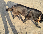 Собаки в Самаре: Нашла овчарку Девочка, 1 руб. - фото 4