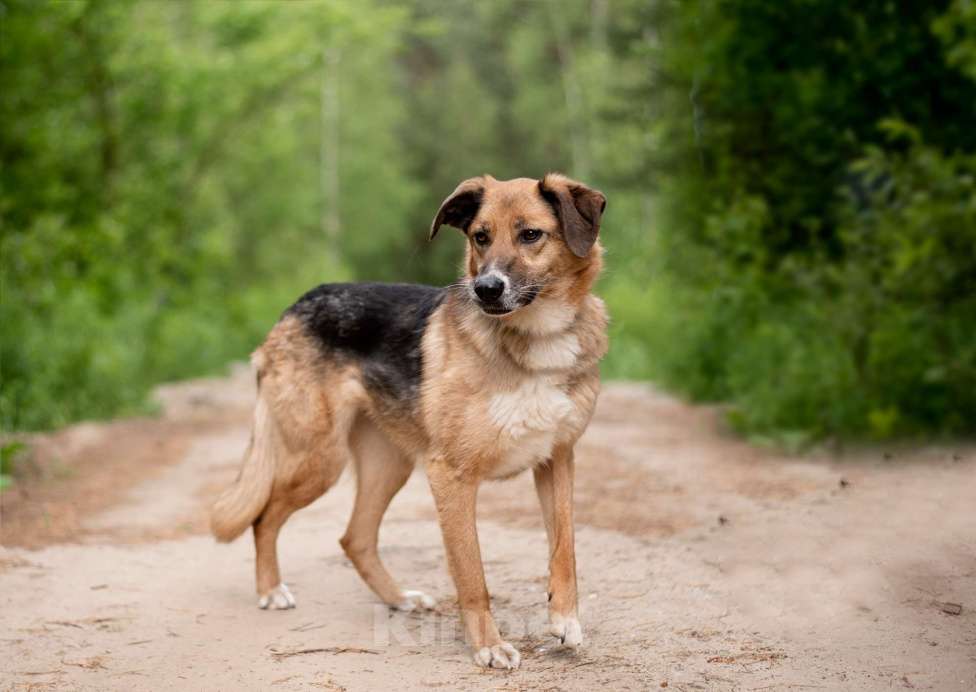 Собаки в Ногинске: Красавица Самара ищет дом Девочка, Бесплатно - фото 3
