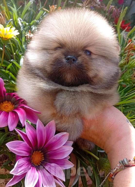 Собаки в Воронеже: Померанский шпиц Девочка, Бесплатно - фото 2