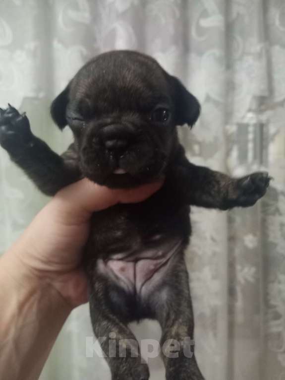 Собаки в Светлограде: Девочка Девочка, 12 000 руб. - фото 1