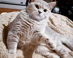 Кошки в Соколе: Ждём милых дам на вязку!!!, 1 000 руб. - фото 2