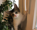 Кошки в Одинцово: Кошечка ищет семью Девочка, 300 руб. - фото 1