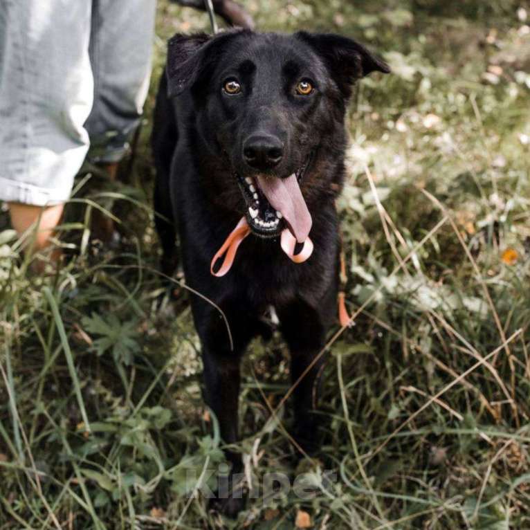 Собаки в Москве: Илона Девочка, Бесплатно - фото 2