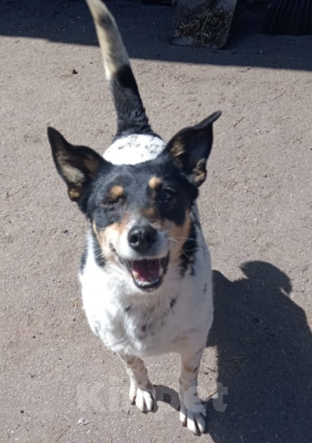 Собаки в Тамбове: Ирма Девочка, Бесплатно - фото 2