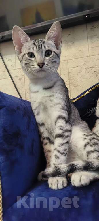 Кошки в Санкт-Петербурге: Котёнок Мау Ермак Мальчик, 50 000 руб. - фото 1