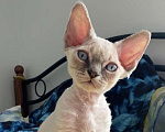 Кошки в Сочи: Котенок Девон рекс Мальчик, 55 000 руб. - фото 1