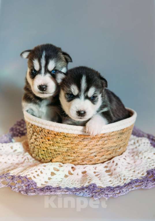 Собаки в Раменском: Хаски  Мальчик, 50 000 руб. - фото 1