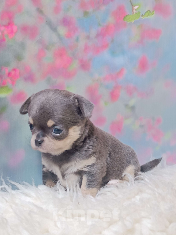 Собаки в Москве: Голубая с подпалом красавица Девочка, 100 000 руб. - фото 1
