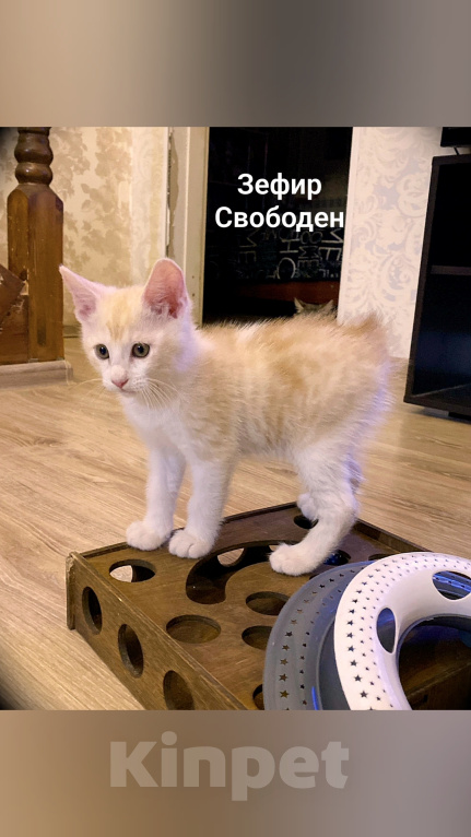 Кошки в Волгограде: Курильский бобтейл котенок Мальчик, 30 000 руб. - фото 3