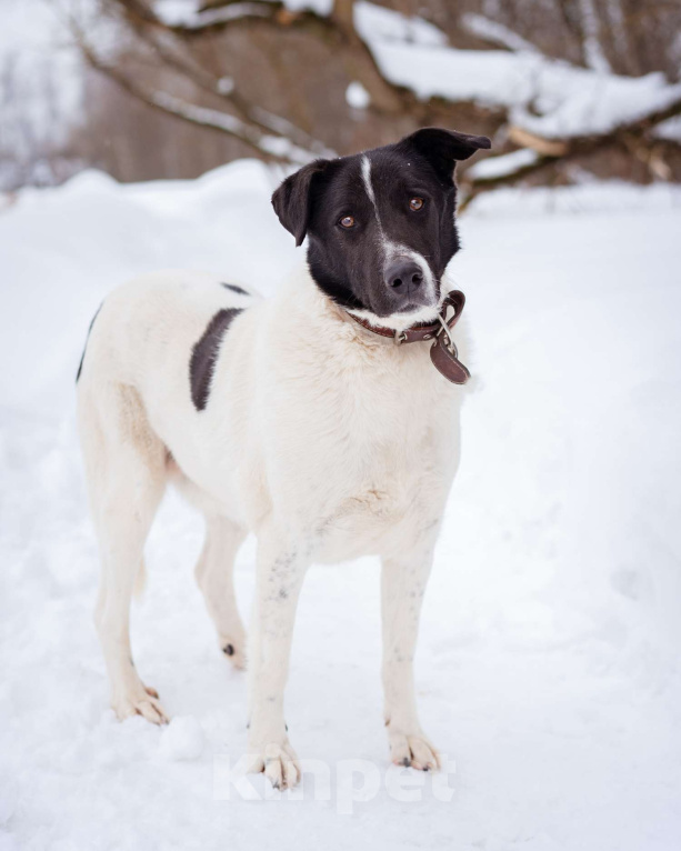 Собаки в Москве: Пёсель из приюта в поисках дома Мальчик, Бесплатно - фото 2