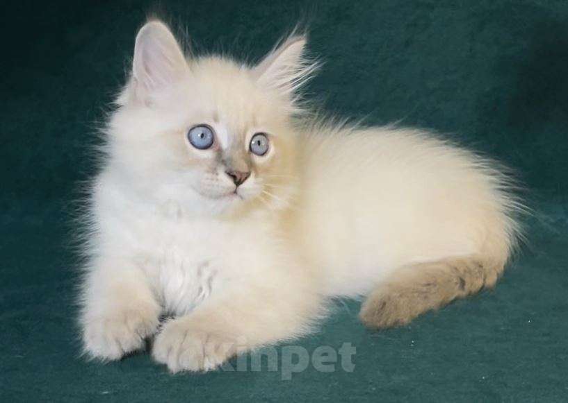 Кошки в Москве: Сибирские невские маскарадные котята для Вас! 💖 Смотрите какие у нас котята!😍  Мальчик, 50 000 руб. - фото 2