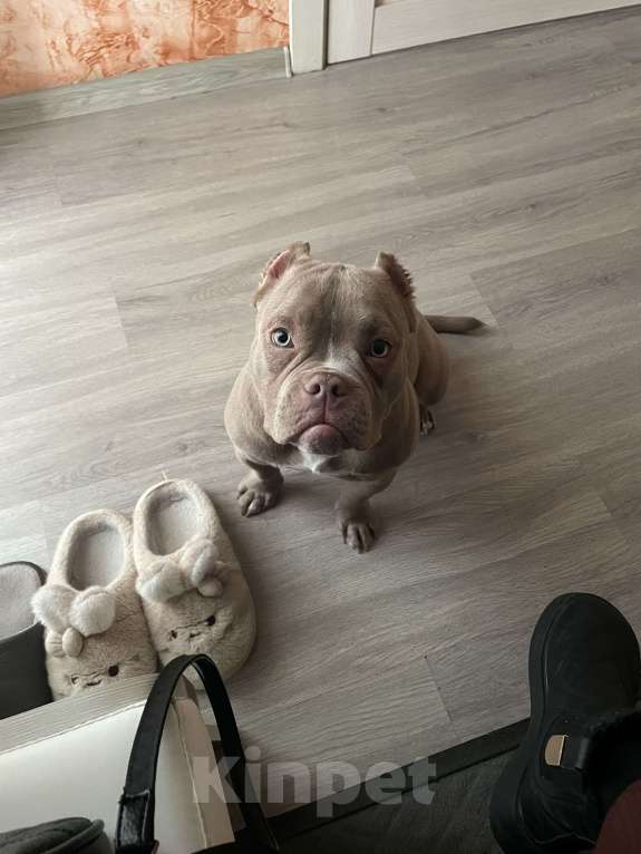 Собаки в Уссурийске: Щенок Американский булли покет Девочка, 150 000 руб. - фото 3