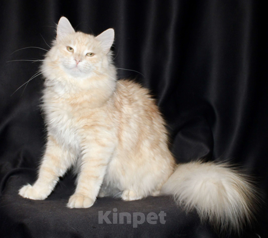 Кошки в Тюмени: Сибирский котёнок Мальчик, 15 000 руб. - фото 1