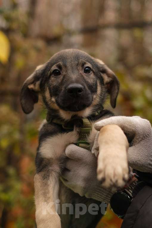 Собаки в Санкт-Петербурге: Мальчик 2 Мальчик, Бесплатно - фото 5