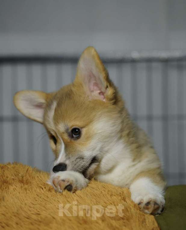 Собаки в Москве: Чакибусенок #2 - замечательный компанейский мальчик рыже-белый (возможно Соболь). С хвостиком  Мальчик, Бесплатно - фото 7