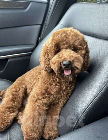 Собаки в других городах Краснодарского края: Ищу хозяина  Мальчик, Бесплатно - фото 1