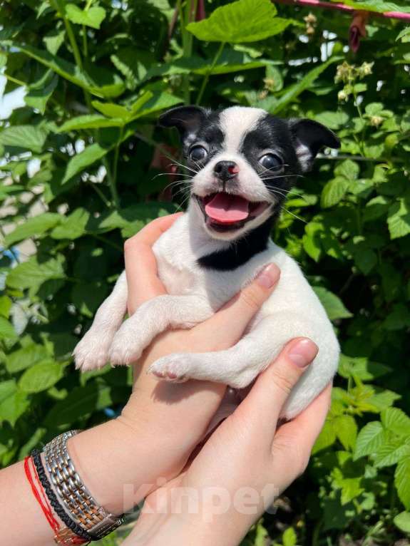 Собаки в Москве: Мальчик черно белый очароваш Мальчик, Бесплатно - фото 3