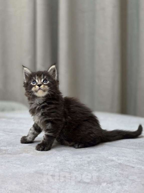 Кошки в Москве: Мальчик 2 помет D Мальчик, 65 000 руб. - фото 4