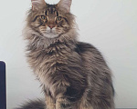 Кошки в Краснодаре: котята Мейн-Кун Мальчик, 40 000 руб. - фото 3