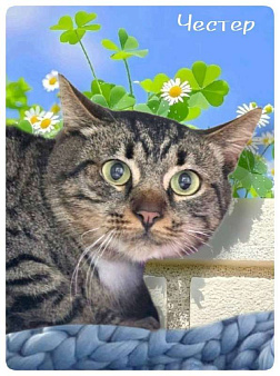 Котик Честер ищет дом