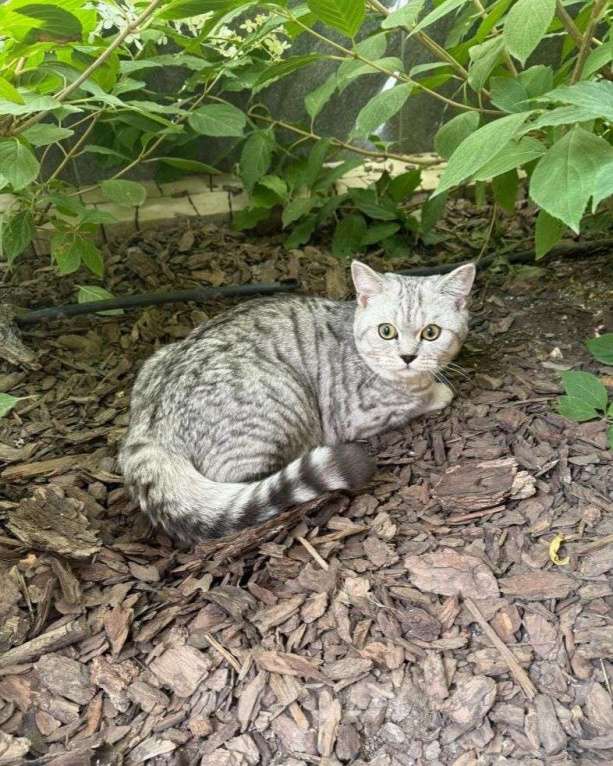 Кошки в Москве: Шотландского котенка выкинули Мальчик, Бесплатно - фото 2