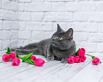 Кошки в Москве: Нимфа ждёт семью Девочка, Бесплатно - фото 4