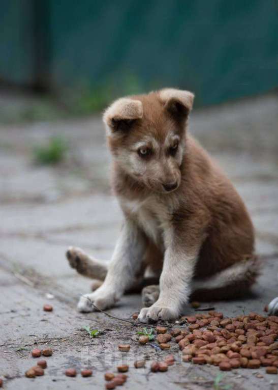 Собаки в Москве: Очаровательный щенок ищет свою семью Мальчик, Бесплатно - фото 3