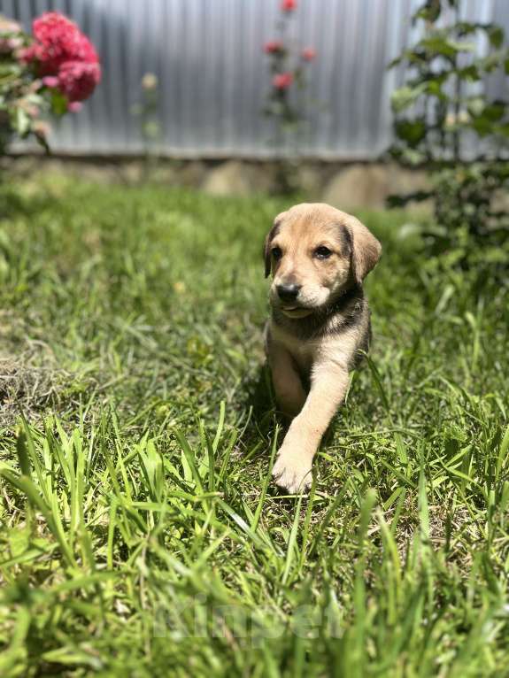 Собаки в Ессентуках: Гончая  Девочка, Бесплатно - фото 2