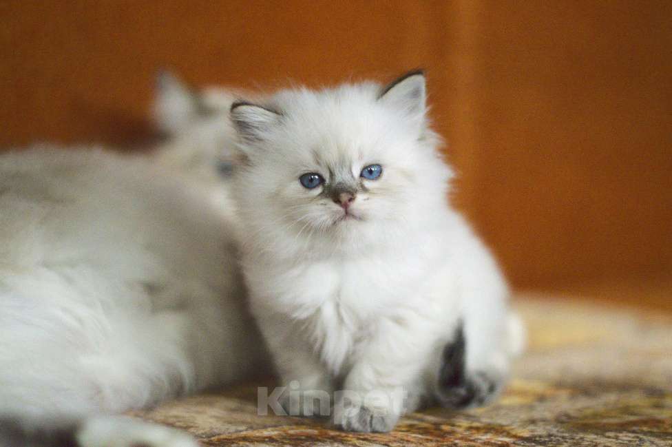 Кошки в Санкт-Петербурге: невский маскарадный мальчик Мальчик, 60 000 руб. - фото 2