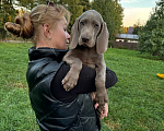Собаки в других городах Московской области: Щенок веймаранера Девочка, 120 000 руб. - фото 3