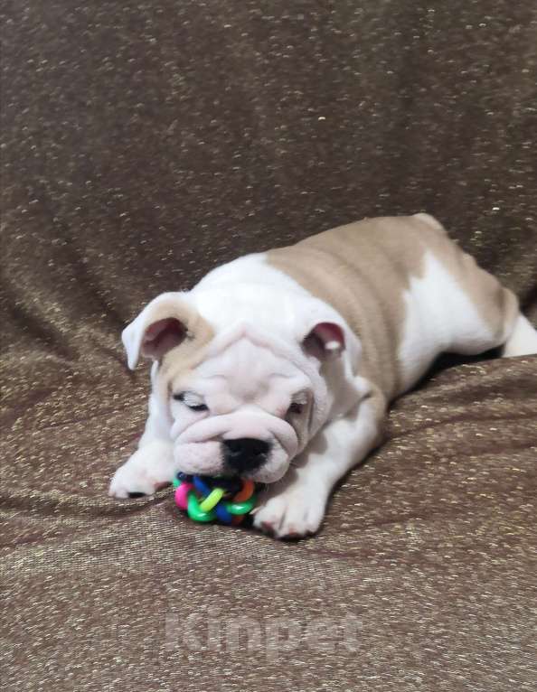 Собаки в Санкт-Петербурге: Щенок английского бульдога Мальчик, 120 000 руб. - фото 6