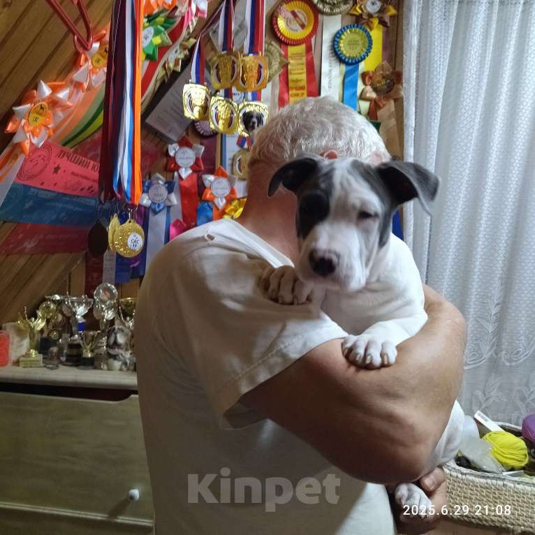 Собаки в других городах Московской области: Амстафф, мальчик бел-голуб Мальчик, 35 000 руб. - фото 4