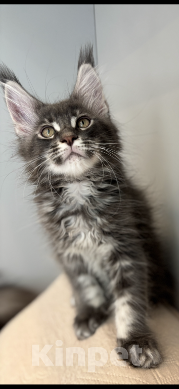 Кошки в Москве: Котик мейн-кун из питомника Status Joy Мальчик, Бесплатно - фото 6