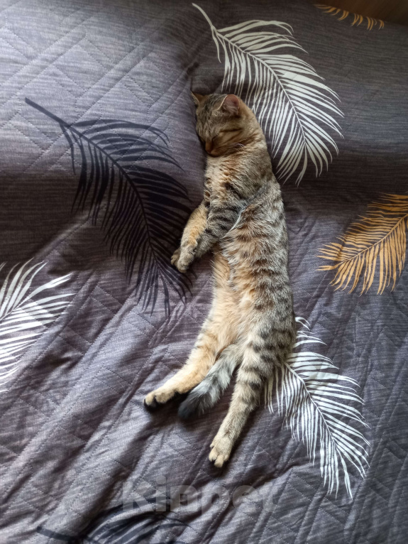 Кошки в Павловском Посаде: Кот Кеша Мальчик, Бесплатно - фото 3