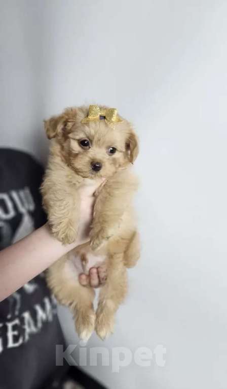 Собаки в Химках: Мальтипу Мальчик, 70 000 руб. - фото 2