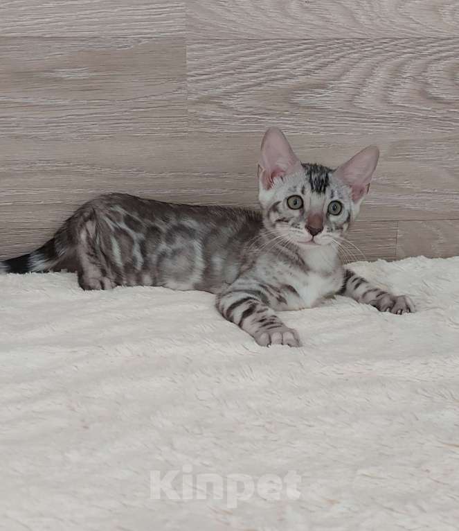 Кошки в Москве: Бенгальские котята  Мальчик, 55 000 руб. - фото 4