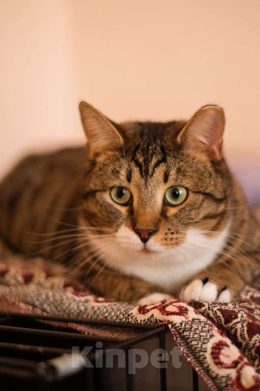 Кошки в Санкт-Петербурге: Проша из приюта в добрые руки Мальчик, Бесплатно - фото 6