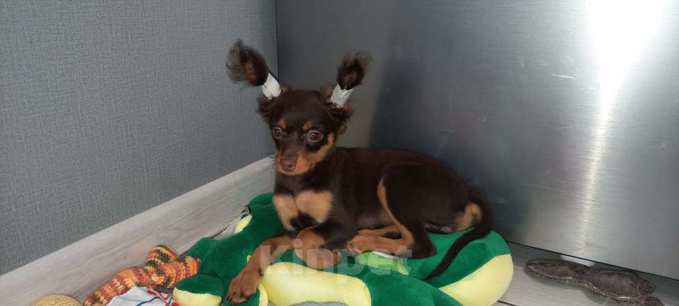 Собаки в Новосибирске: Девочка Ундомиэль Девочка, 71 000 руб. - фото 6