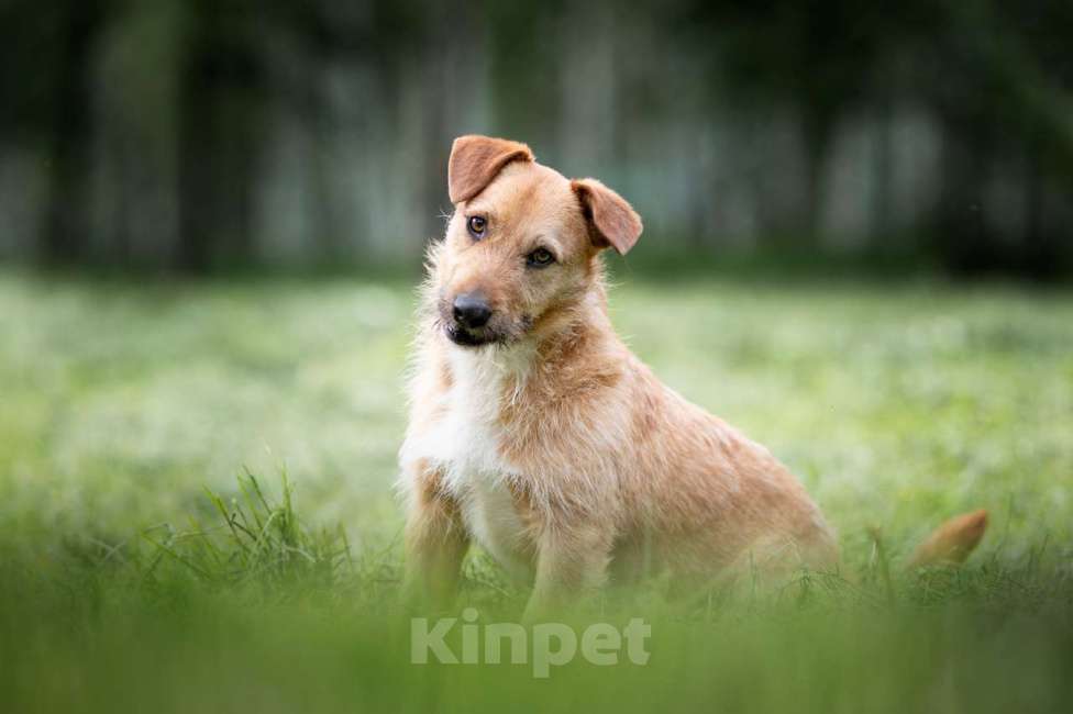 Собаки в Москве: Иннокентий Мальчик, Бесплатно - фото 4