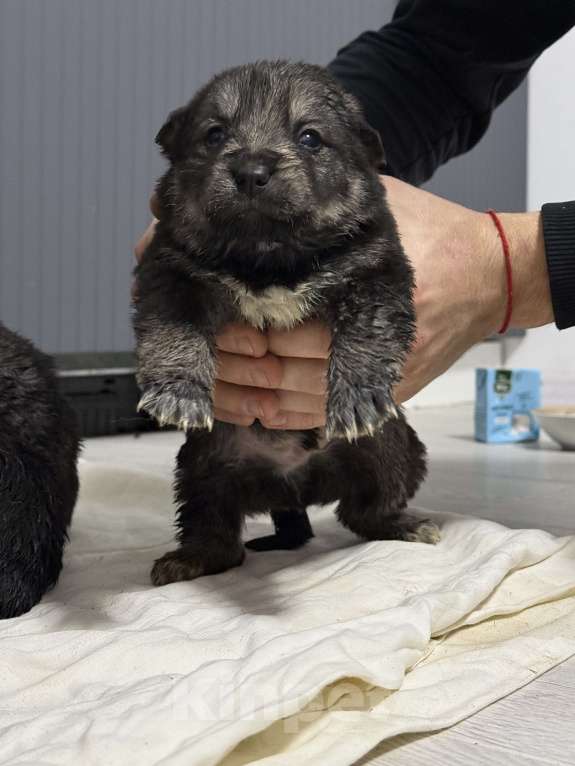 Собаки в других городах Московской области: Отдам в добрые руки щенят  Мальчик, Бесплатно - фото 7