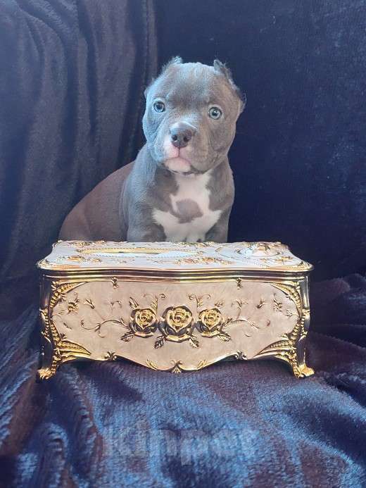 Собаки в других городах Московской области: Американские Девочка, 120 000 руб. - фото 4